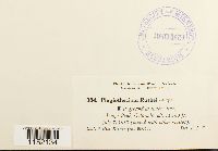 Plagiothecium denticulatum image