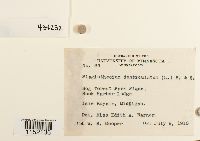 Plagiothecium denticulatum image