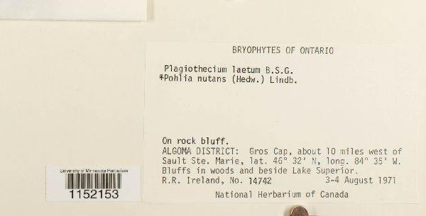 Plagiothecium laetum image
