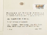 Plagiothecium laetum image