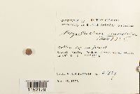 Plagiothecium undulatum image