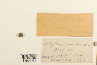 Plagiothecium undulatum image