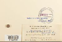 Plagiothecium undulatum image