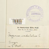 Plagiothecium undulatum image