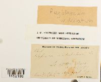 Plagiothecium undulatum image