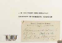 Plagiothecium undulatum image