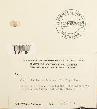 Plagiothecium undulatum image