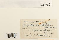 Plagiothecium undulatum image