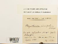 Plagiothecium laetum image