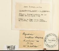 Plagiothecium laetum image