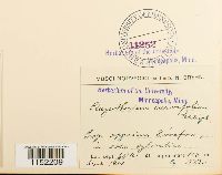 Plagiothecium laetum image