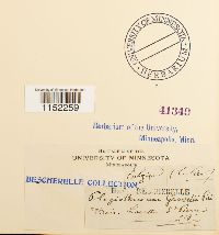 Plagiothecium laetum image