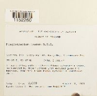 Plagiothecium laetum image