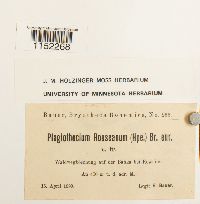 Plagiothecium cavifolium image