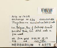 Plagiothecium cavifolium image