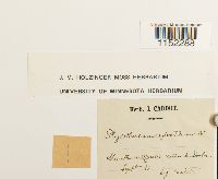 Plagiothecium sylvaticum image