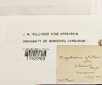 Plagiothecium sylvaticum image