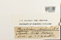 Plagiothecium sylvaticum image