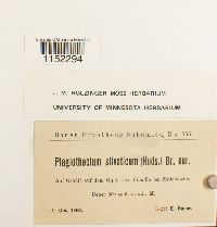 Plagiothecium sylvaticum image