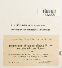 Plagiothecium sylvaticum image