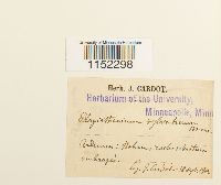 Plagiothecium sylvaticum image