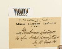 Plagiothecium sylvaticum image