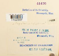 Plagiothecium sylvaticum image