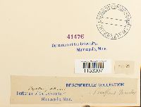 Plagiothecium sylvaticum image