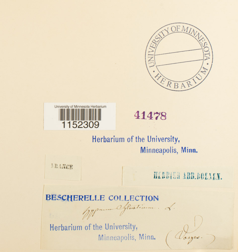 Plagiothecium sylvaticum image