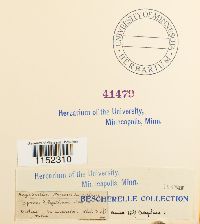 Plagiothecium sylvaticum image