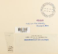 Plagiothecium sylvaticum image