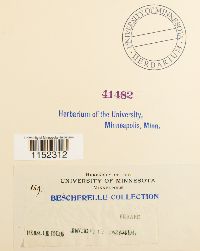 Plagiothecium sylvaticum image