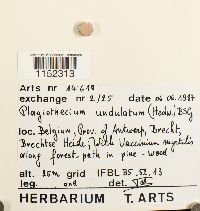 Plagiothecium undulatum image