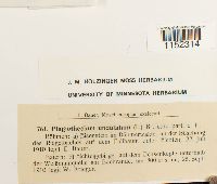 Plagiothecium undulatum image