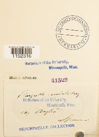 Plagiothecium undulatum image