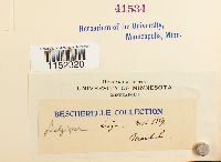 Plagiothecium undulatum image