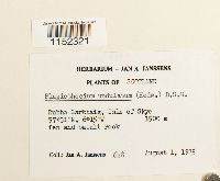 Plagiothecium undulatum image