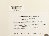 Plagiothecium undulatum image