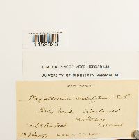 Plagiothecium undulatum image