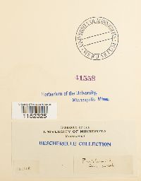 Plagiothecium undulatum image