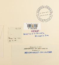 Plagiothecium undulatum image