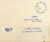 Plagiothecium undulatum image