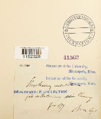 Plagiothecium undulatum image