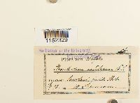 Plagiothecium undulatum image