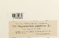 Plagiothecium undulatum image