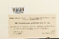 Plagiothecium undulatum image
