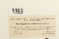 Plagiothecium undulatum image