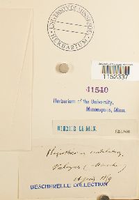 Plagiothecium undulatum image