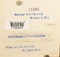 Plagiothecium undulatum image