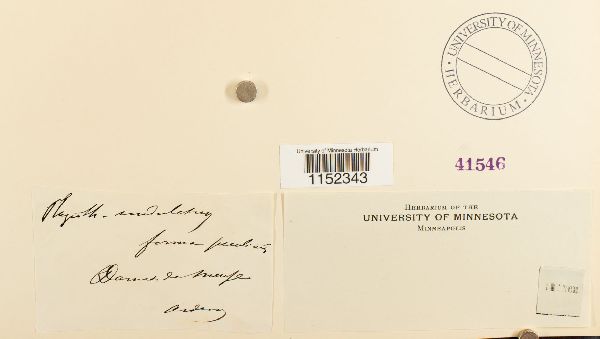 Plagiothecium undulatum image